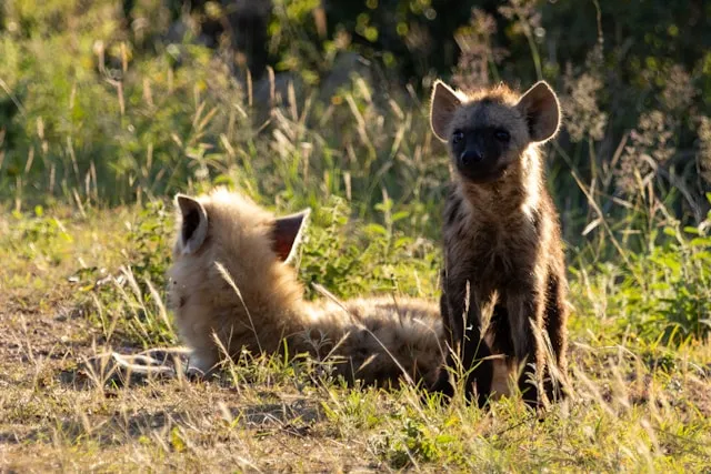 L'Illusion du Gratuit : Comment les Modèles Prédateurs Captent Notre Attention et Nos Données